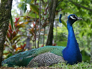 blue and green peacock, animals, birds, peacocks