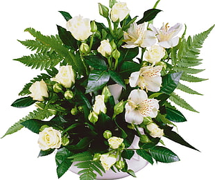 white rose and white petaled flower arrangement
