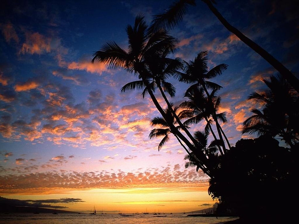 coconut trees, sunset HD wallpaper
