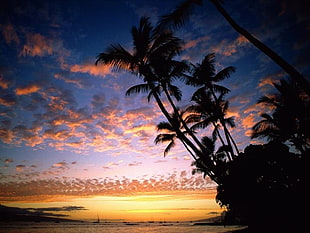 coconut trees, sunset