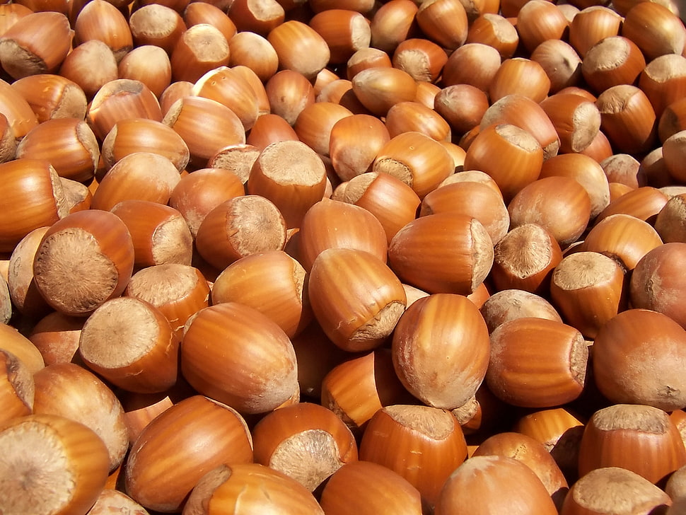 brown nuts HD wallpaper