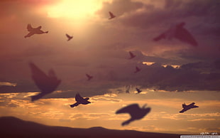 flocks of bird, sunset, nature, animals, birds HD wallpaper