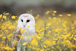 photography of white owl surrounded by yellow flowers