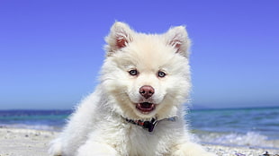 medium short-coated white dog, dog, puppies, animals, landscape HD wallpaper