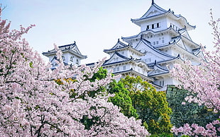 white and black pagoda, castle, Asian architecture, cherry blossom, landscape HD wallpaper