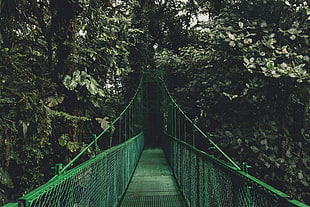 green metal bridge, Bridge, Trees, Foliage