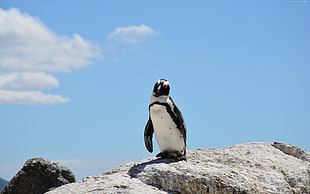 penguin on rock formation photo during daytime