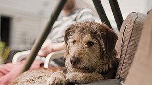 brown and tan Hovawart puppy HD wallpaper