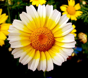 yellow and white daisy