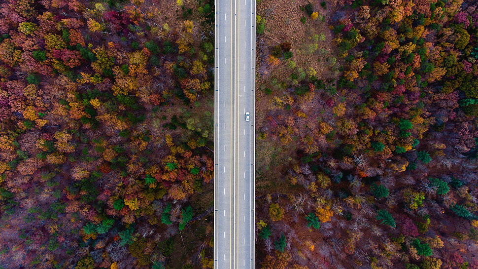 top view of trees, nature, road, trees, fall HD wallpaper