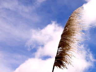 low angle view photography of brown plant