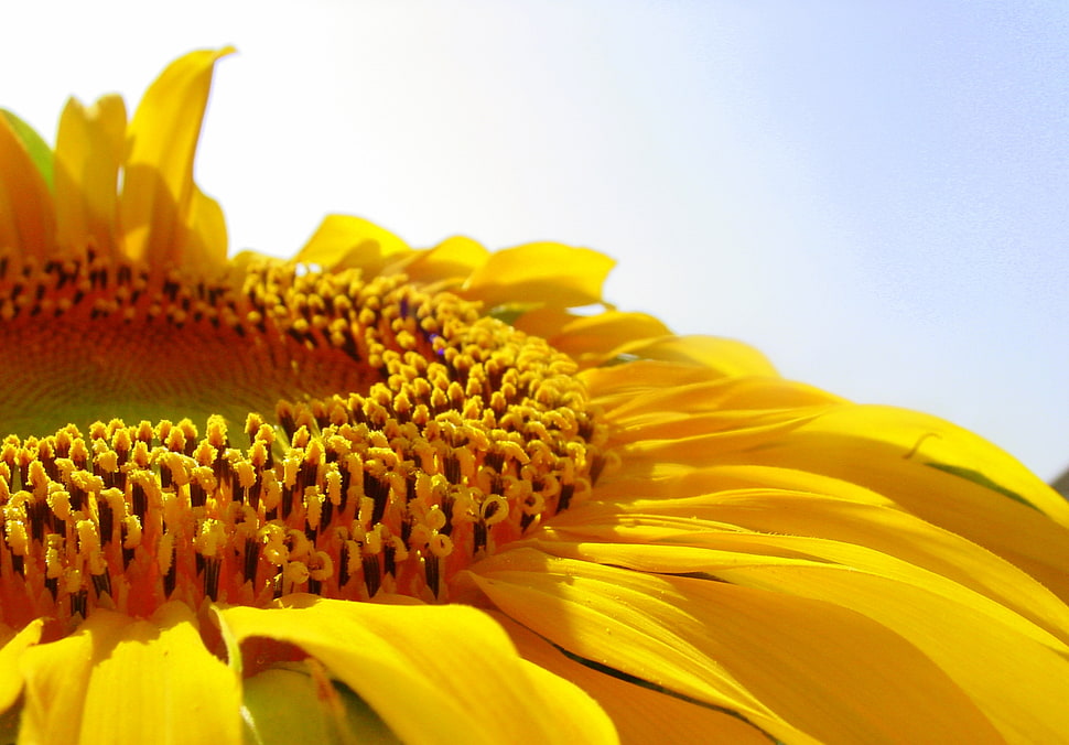 closeup photography of yellow sunflower in bloom HD wallpaper