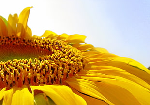 closeup photography of yellow sunflower in bloom HD wallpaper