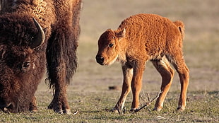 brown bison cub photo
