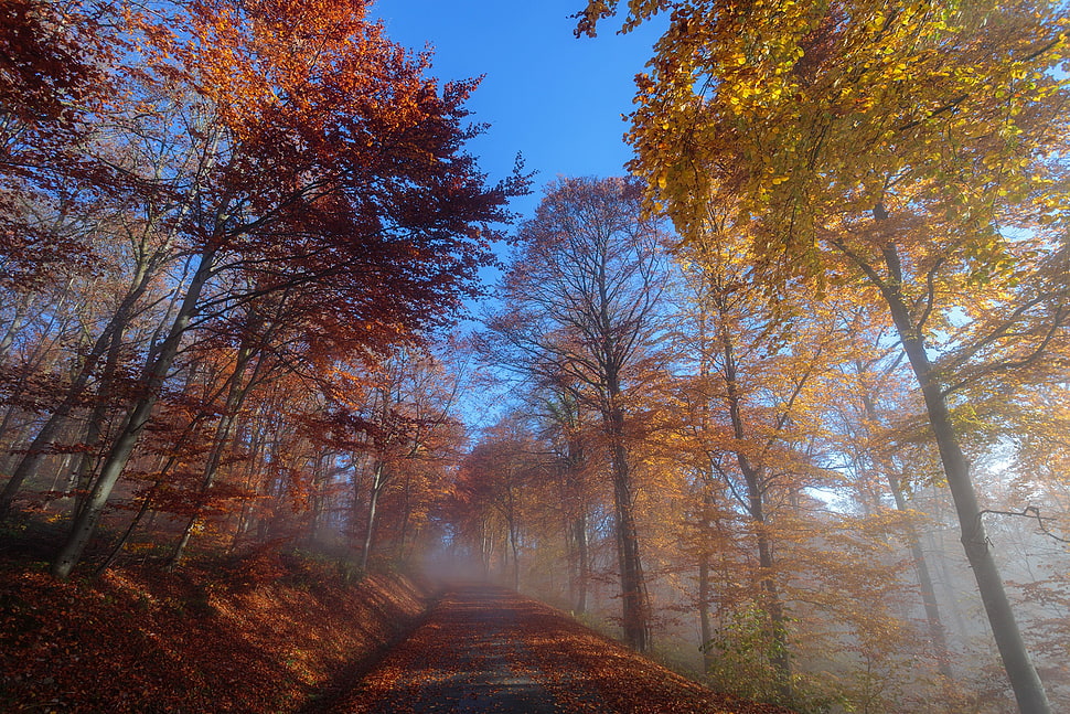 yellow and orange trees, fall, trees, nature HD wallpaper