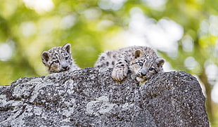 photography of brown and white animal on black stone during daytime, cubs