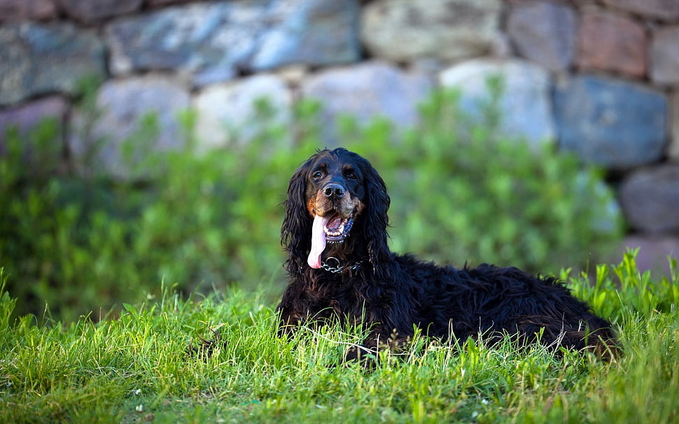black cocker spaniel closeup photography HD wallpaper