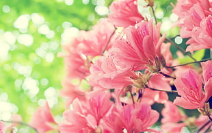 close up photo of pink petaled flowers