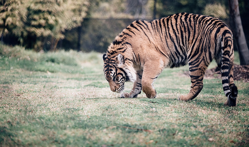 photo of tiger during day time HD wallpaper