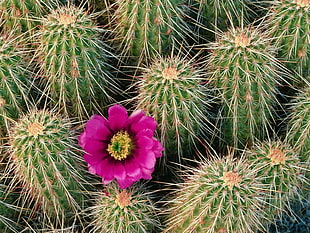 green Cactus photo