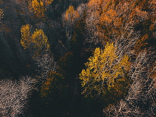 yellow leaf tree, Trees, View from above, Autumn