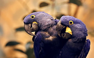 tilt shift photography of tow purple birds