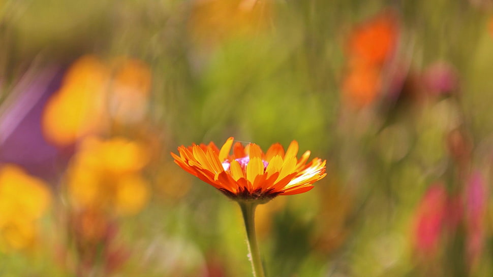 orange Gerbera flower, nature, macro, flowers, plants HD wallpaper