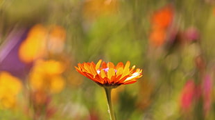 orange Gerbera flower, nature, macro, flowers, plants