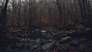 landscape photo of stones on forest