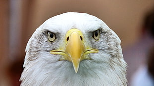 close up photo American Eagle HD wallpaper