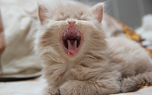 white short kitten yawning