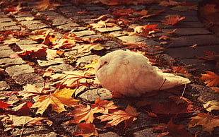 white pigeon, animals, birds, leaves, cobblestone