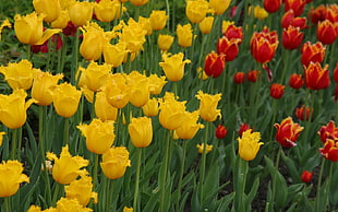 yellow and red tulip flower fields