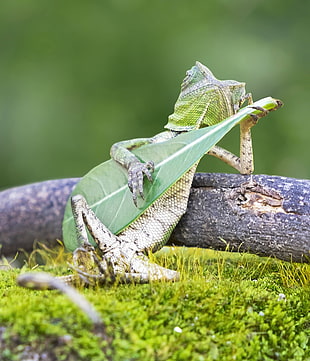 green lizard, lizards, guitar