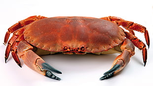 red crab HD wallpaper