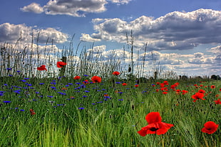 landscape shot of red poppy flower field