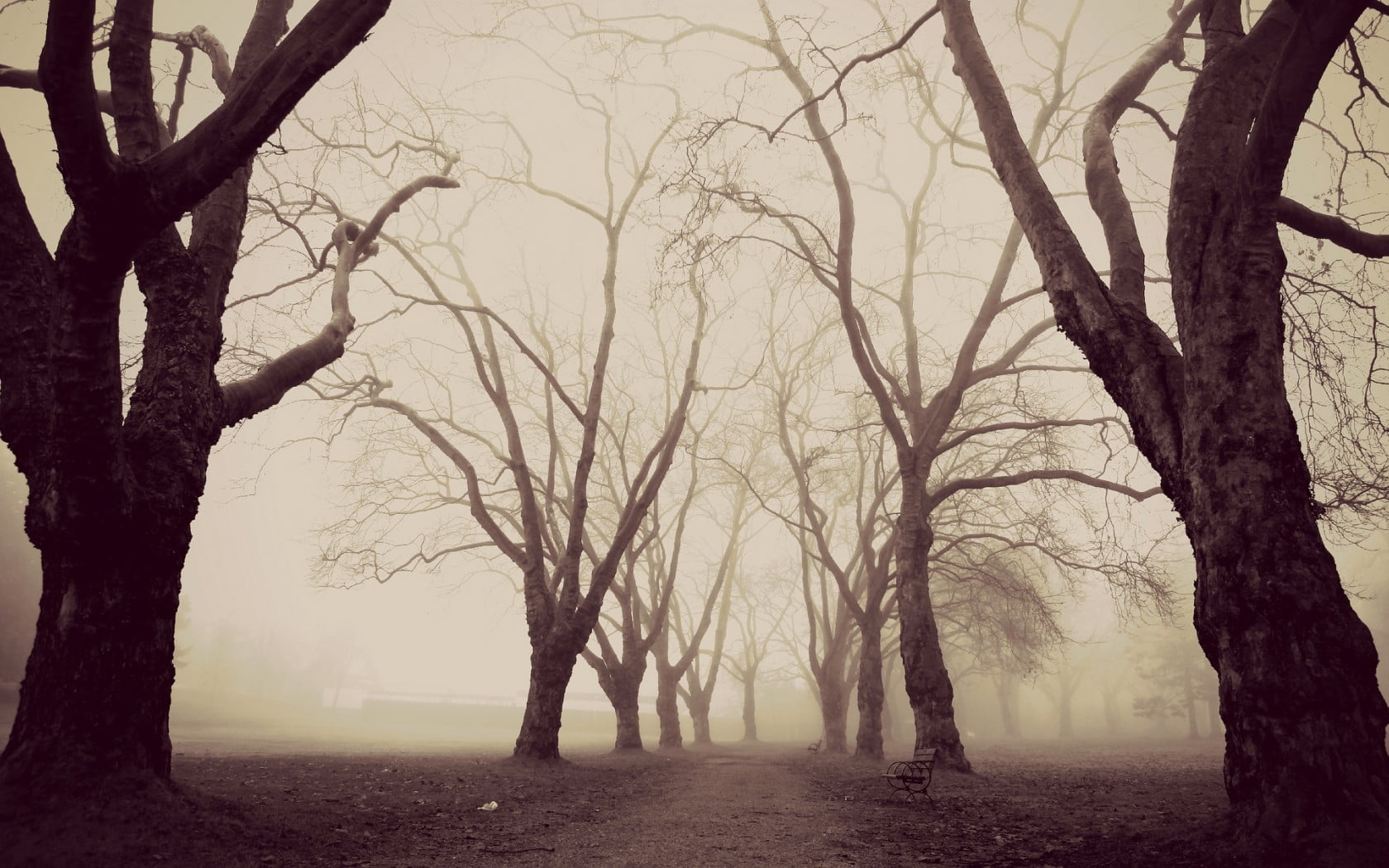 forest trail, nature, trees, forest, winter