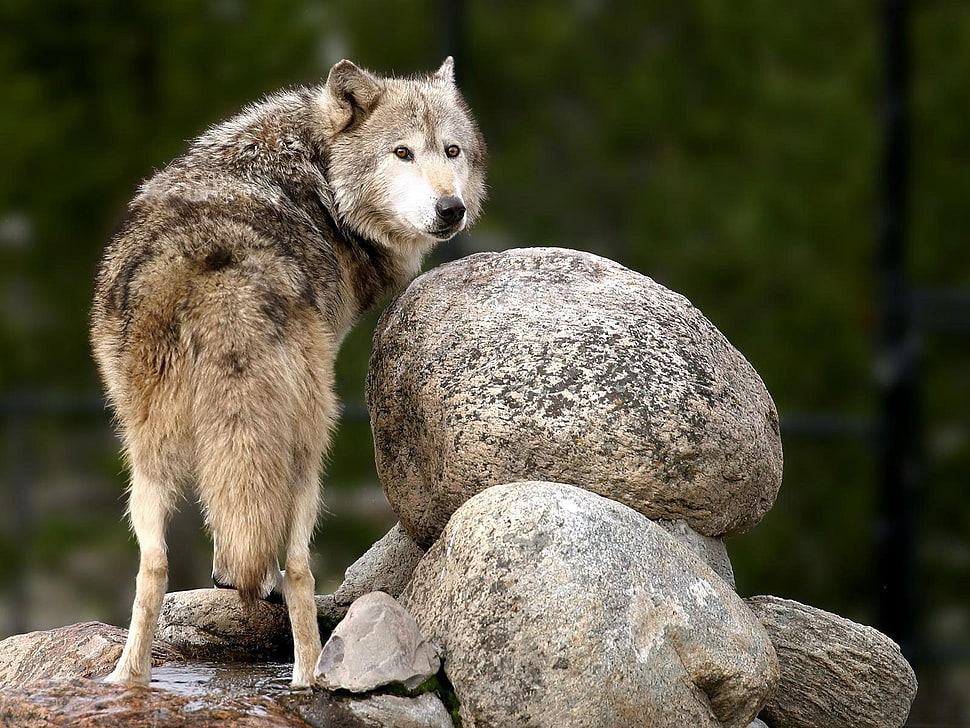 brown and black wolf, wolf, nature, animals HD wallpaper