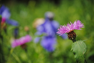 selective focus photography of pink Thistle