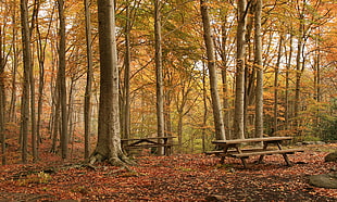 two brown wooden picnic table surrounded with tress HD wallpaper