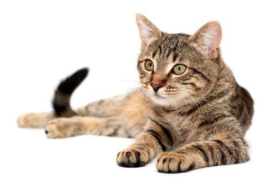 brown tabby cat HD wallpaper