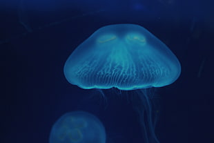 teal jellyfish, Jellyfish, Close-up, Surface