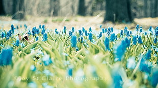 depth of field photography of blue petaled flowers