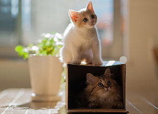 white kitten on black wooden box