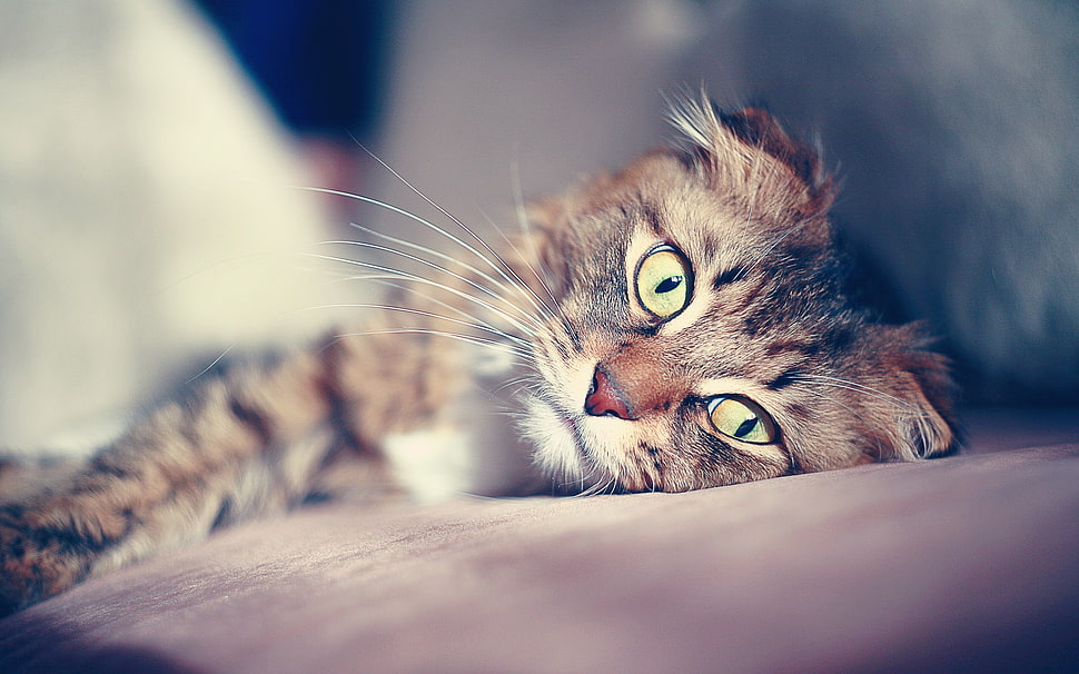 brown and black Tabby cat lying on brown surface HD wallpaper