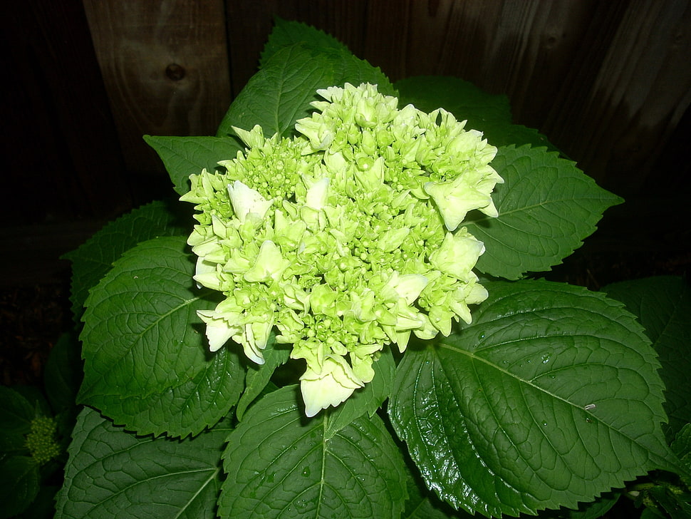 green and white flowers HD wallpaper