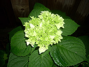 green and white flowers