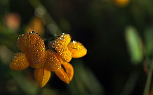 closeup photography of orange petaled flower with water dew