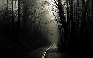black asphalt road between trees