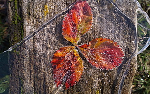 red and brown leaf on brown tree trunk